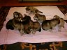 Pups 19.jpg